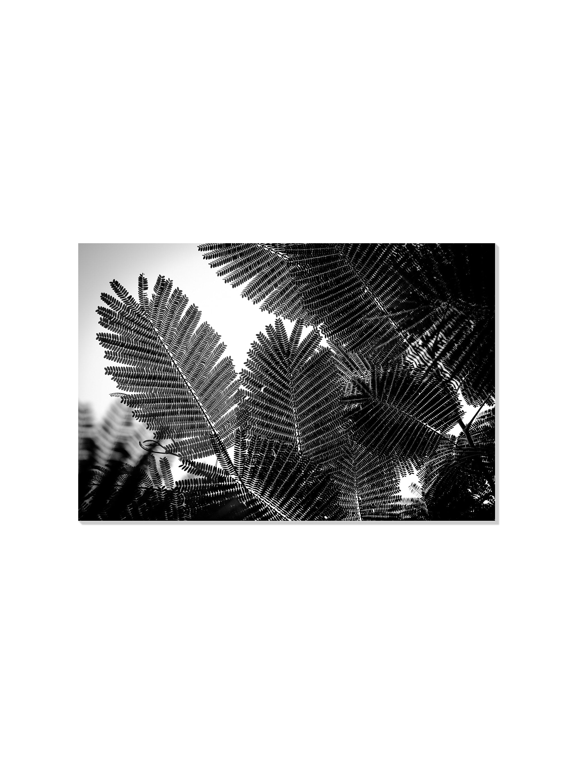 Natural Geometries I - Tal Paz-Fridman - Unframed |frame=Unframed|
