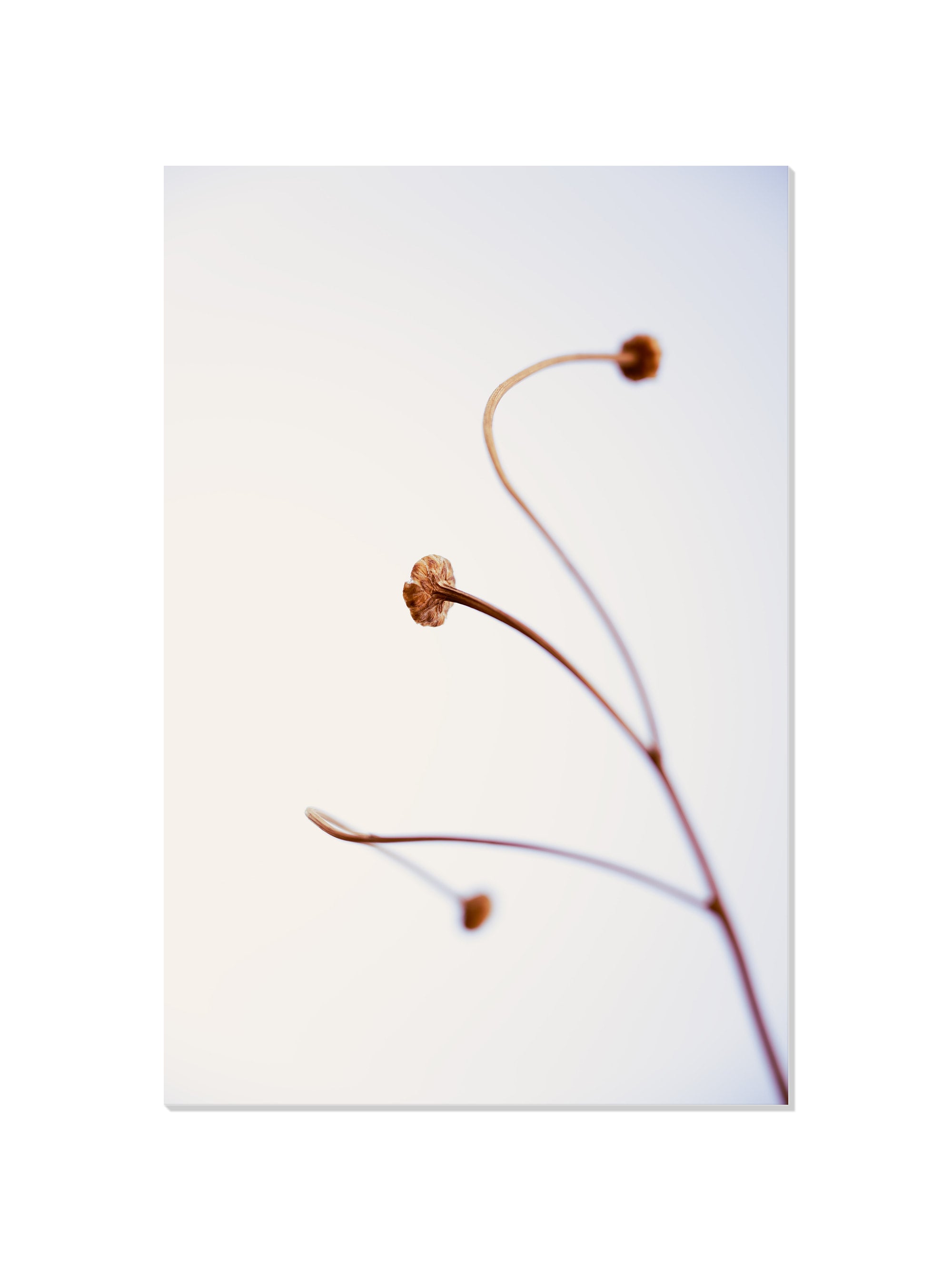 In light of current events VIII - Tal Paz-Fridman - Unframed |frame=Unframed|
