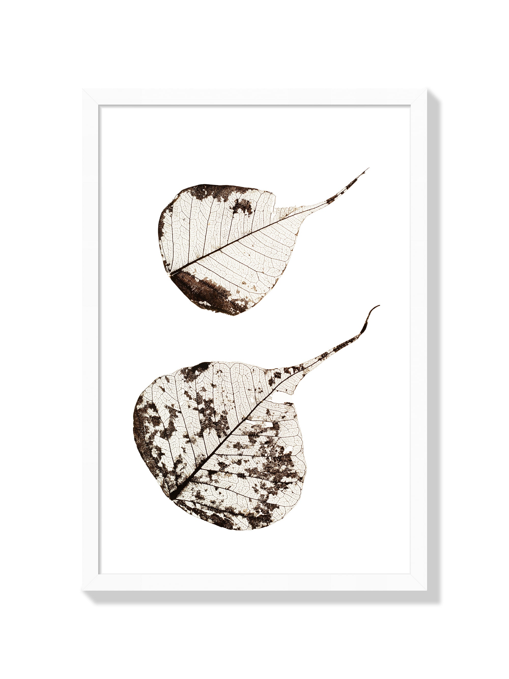 Fallen Leaves #2 - Tal Paz-Fridman - White Frame |frame=White Frame|