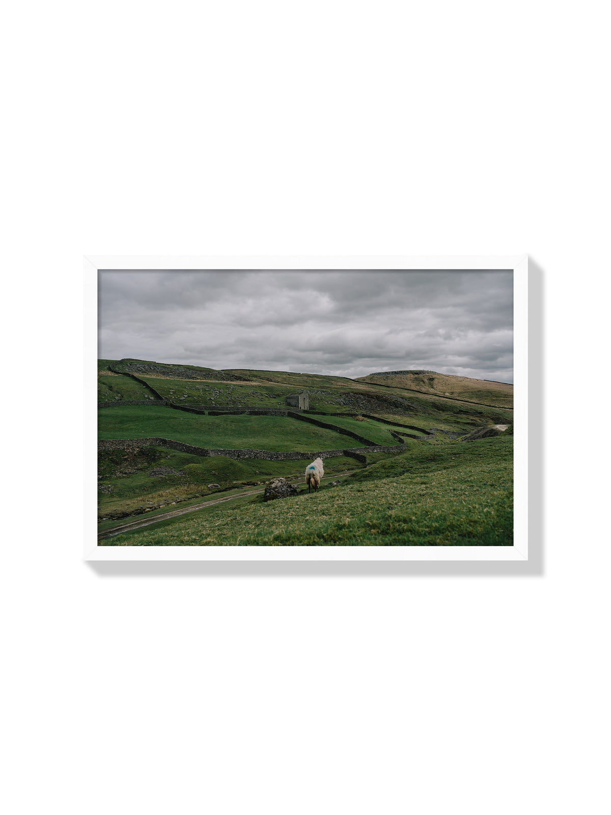 A Sheep on a Hill - Jonny Gleason - White Frame |frame=White Frame|