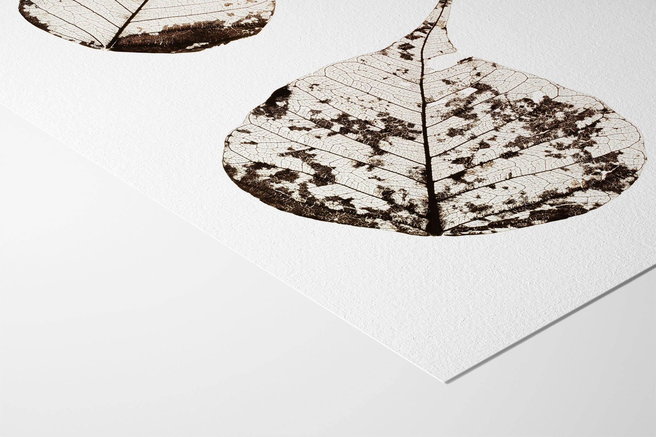 Fallen Leaves #2 - Tal Paz-Fridman - Hahnemuhle German Etching 310gsm |type=lifestyle|