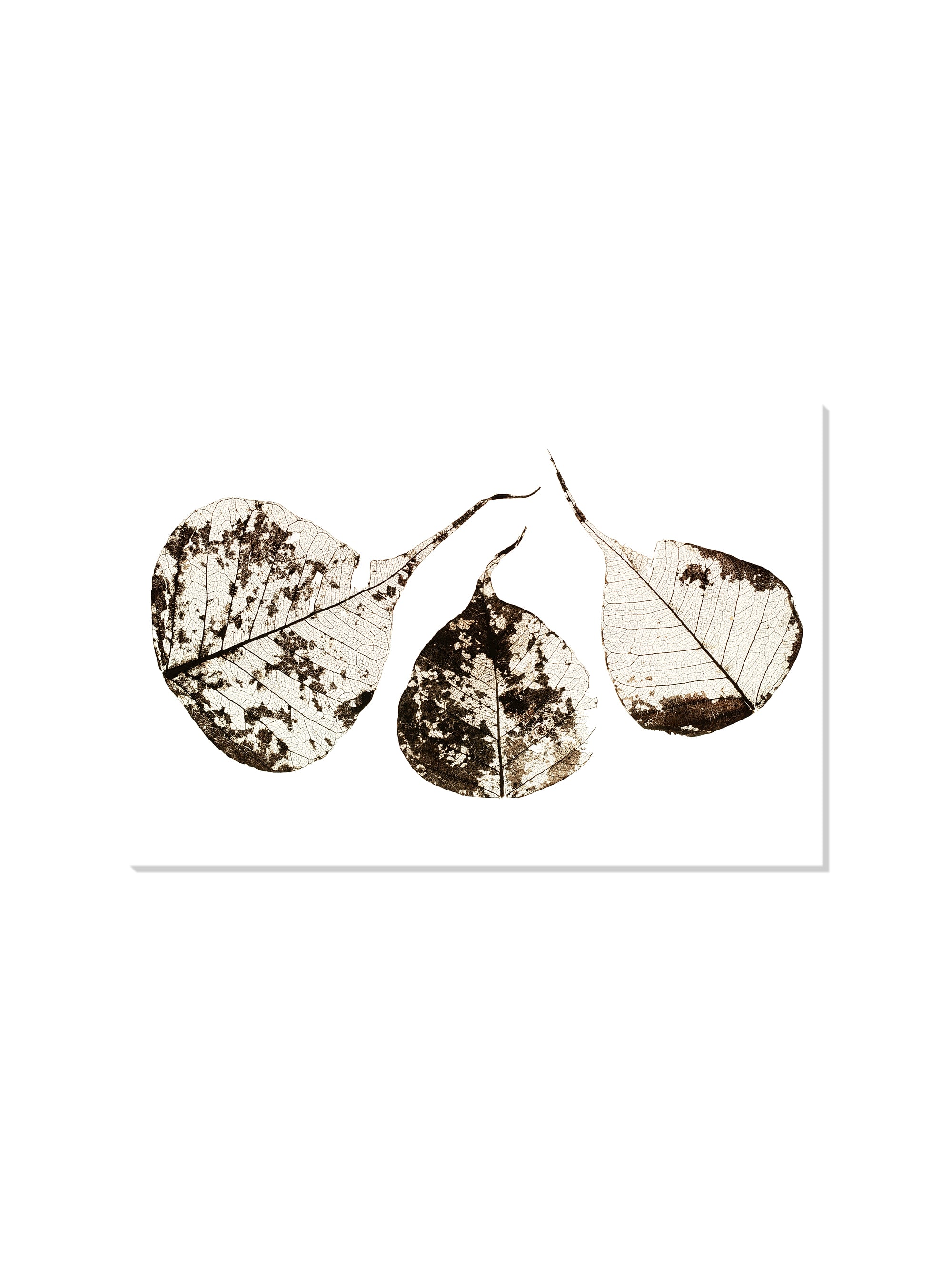 Fallen Leaves #1 - Tal Paz-Fridman - Unframed |frame=Unframed|