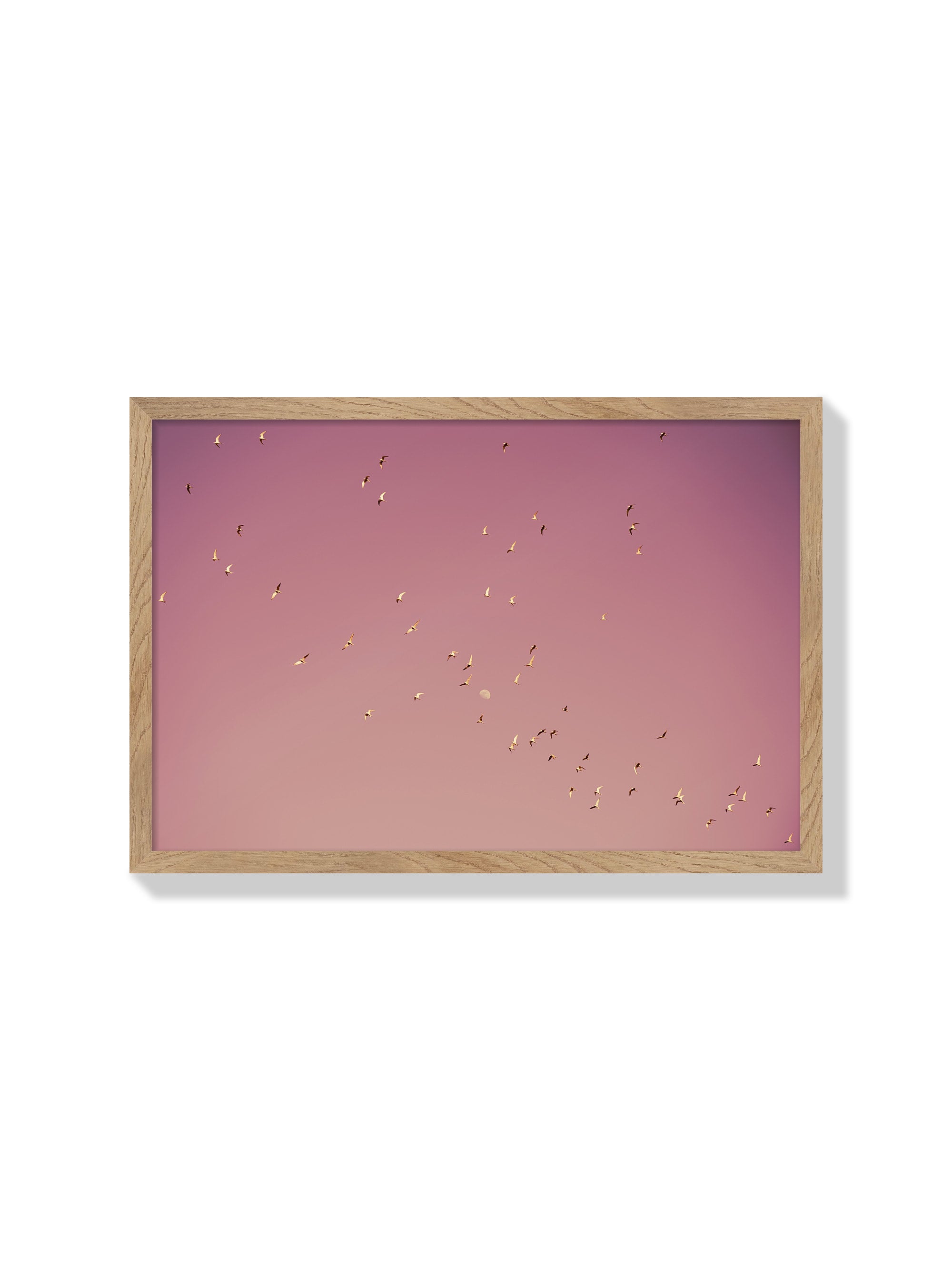 Gulf of Eilat #2 - Tal Paz-Fridman - Natural Frame |frame=Natural Frame|