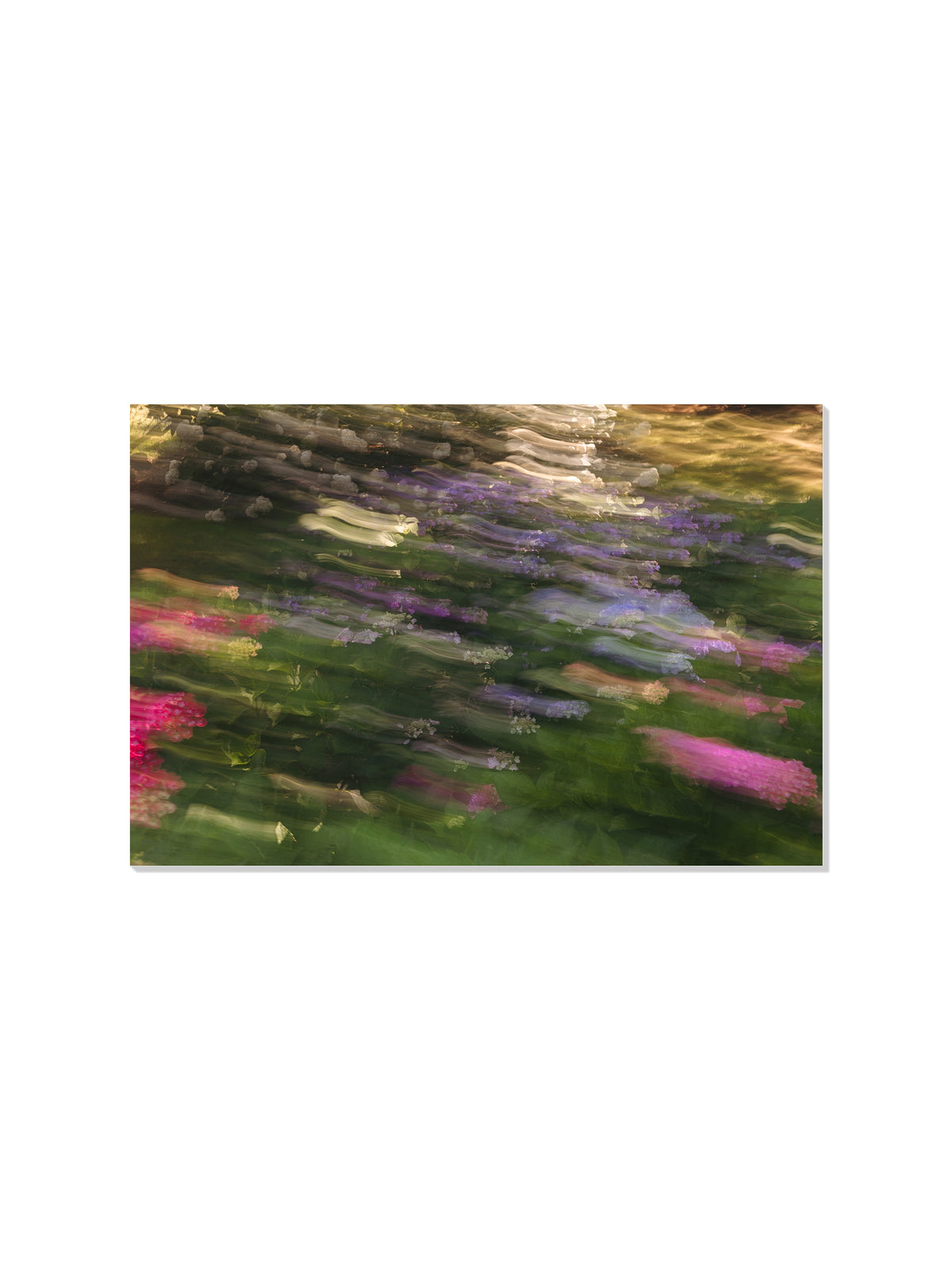 Impressions Of A Hydrangea Garden - Christina Bedetta Willett - Unframed |frame=Unframed|