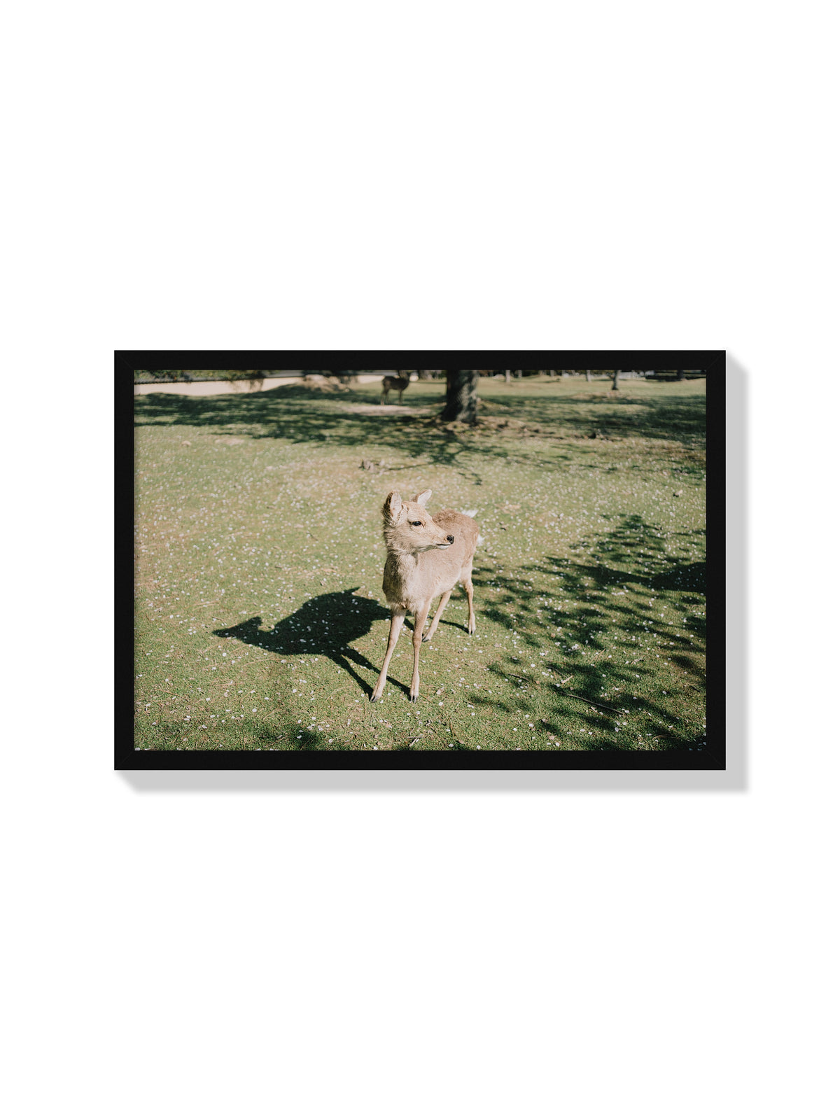 Deer in Sunlight - Jonny Gleason - Black Frame |frame=Black Frame|