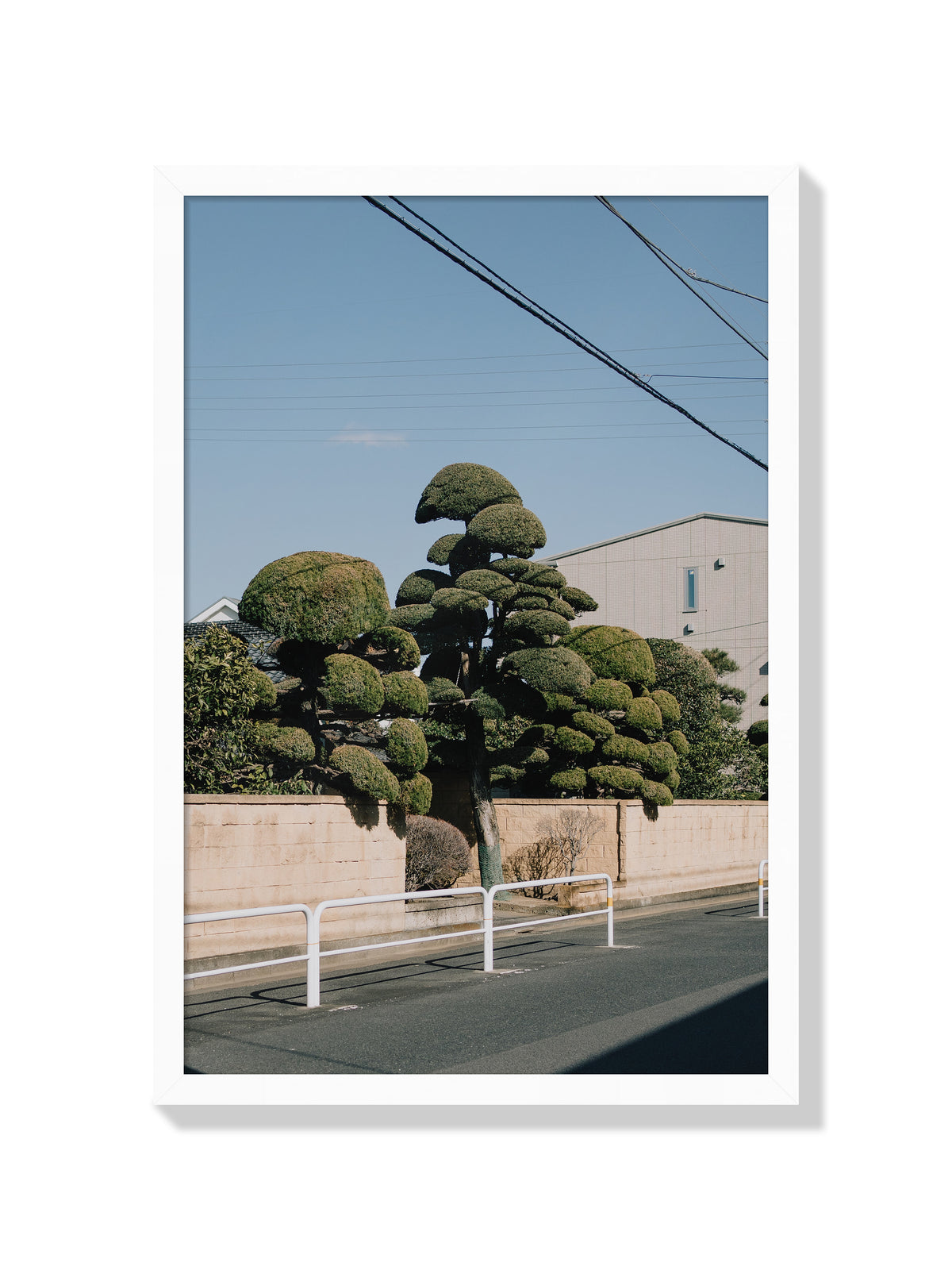 Drooping Topiary - Jonny Gleason - White Frame |frame=White Frame|