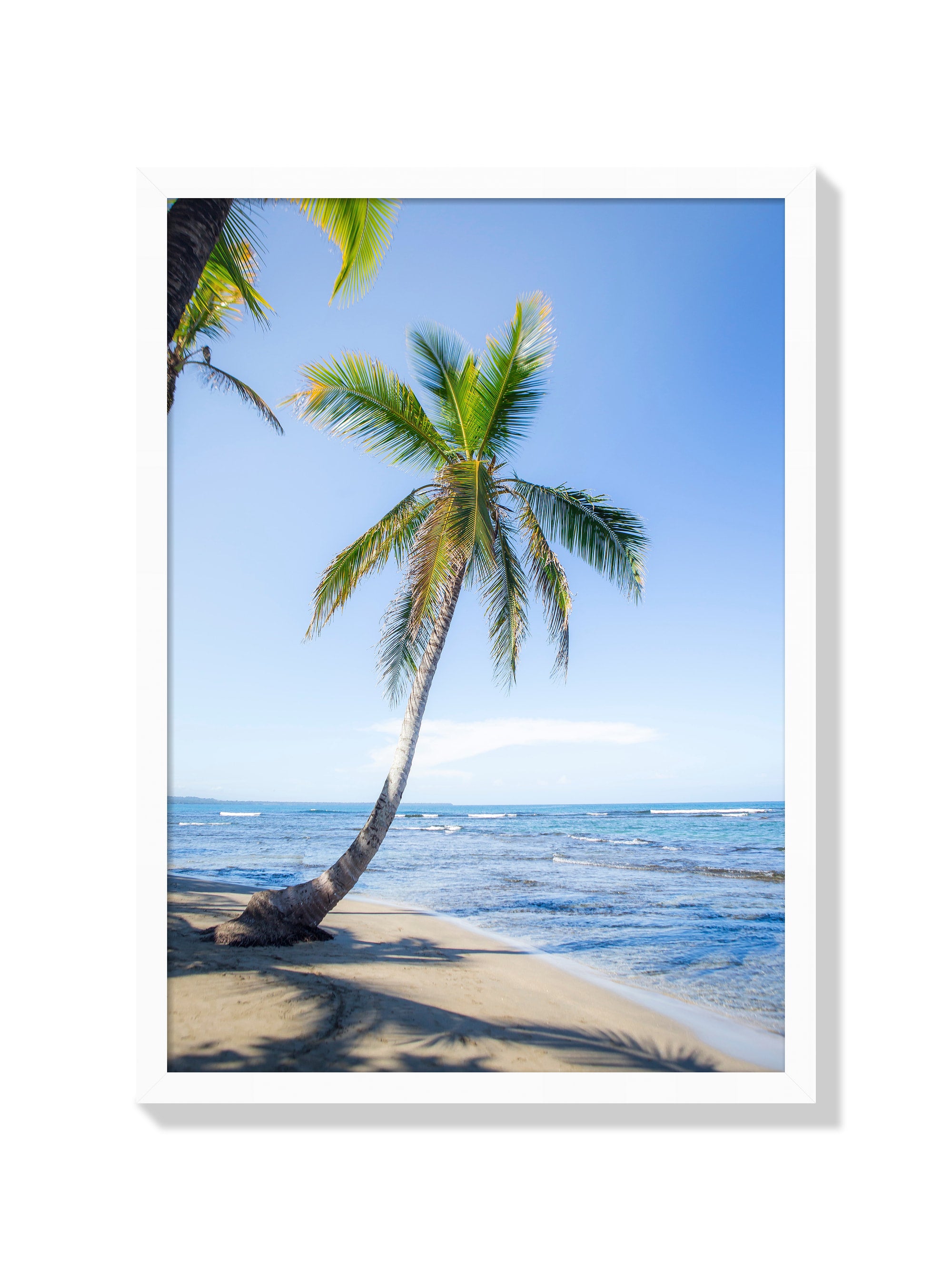Panama Palm - Michael Green - White Frame |frame=White Frame|