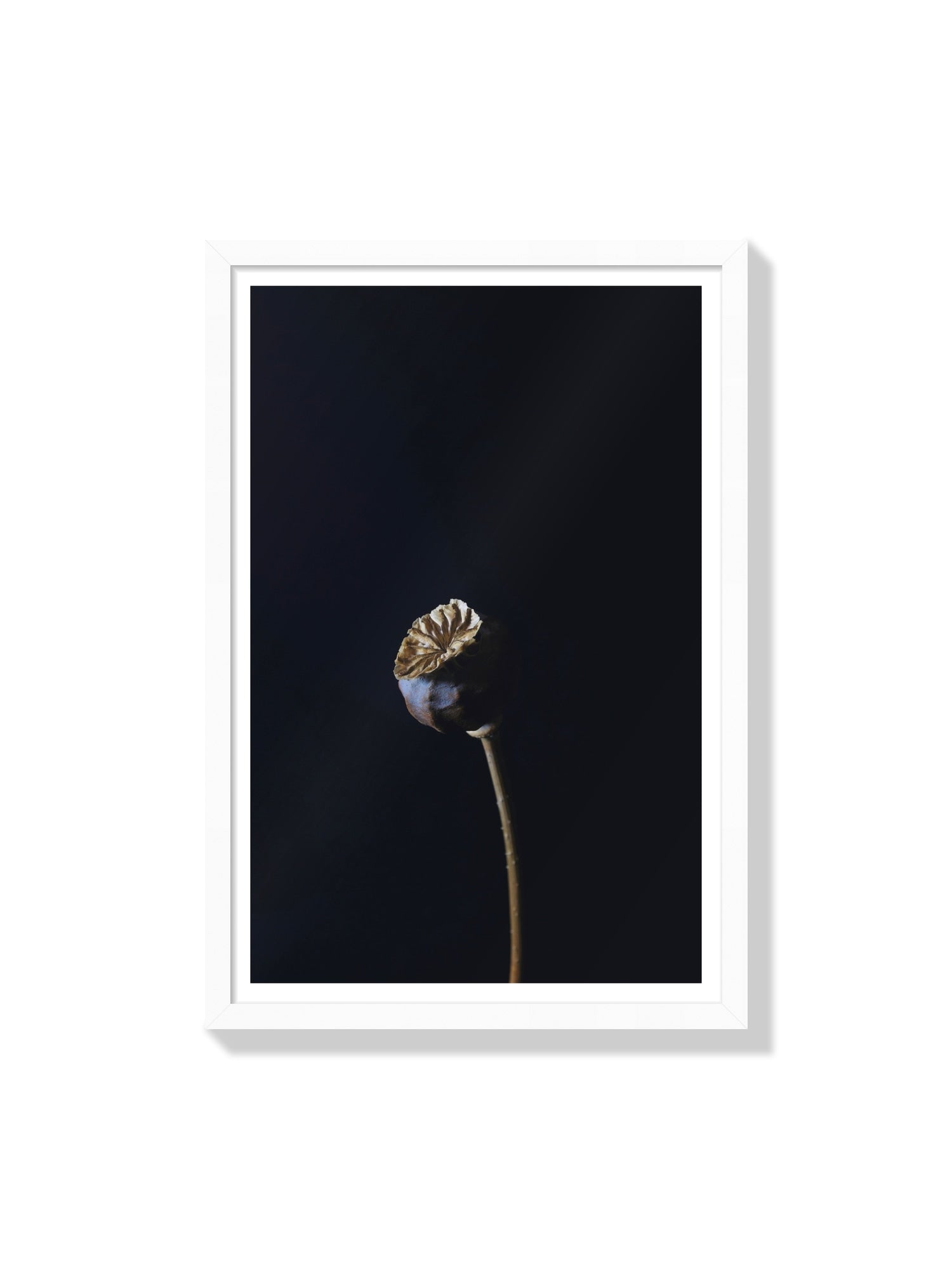 Fine art print "Dutch Poppy" by Will Arden in white frame displaying vivid poppies and greenery. |frame=White Frame|
