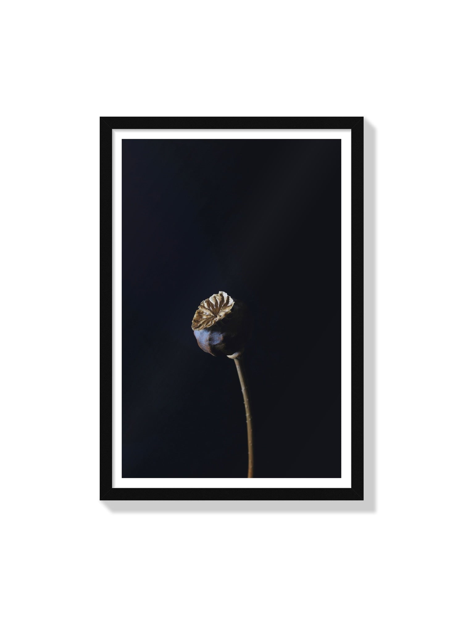 Fine art print "Dutch Poppy" by Will Arden displayed in black frame. |frame=Black Frame|