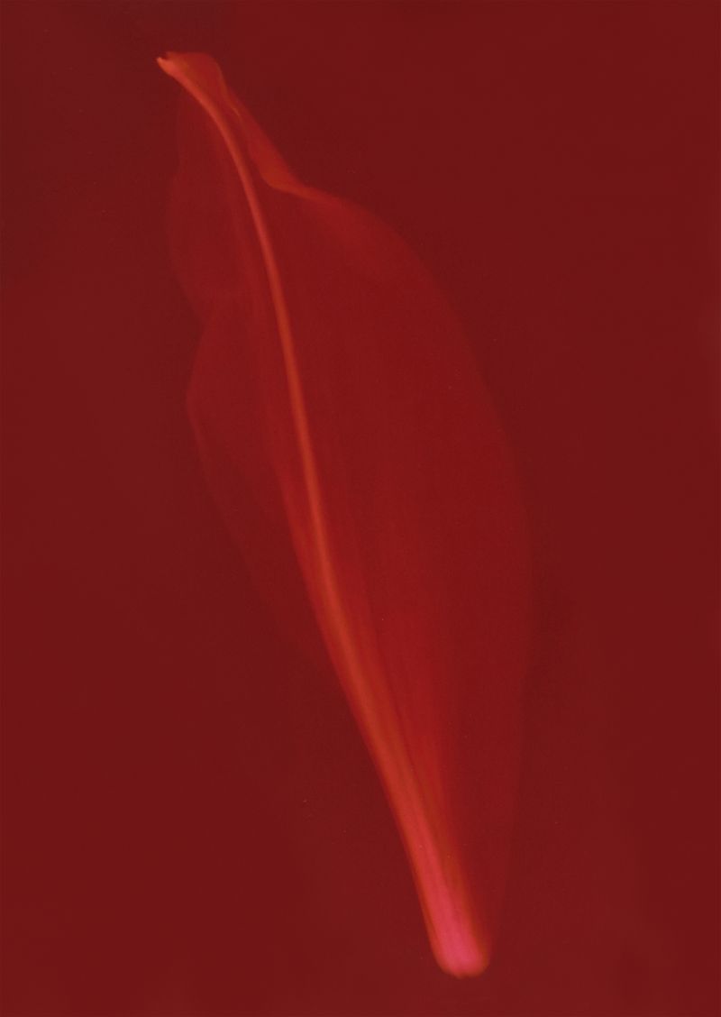 Petal - Simran Dhanu