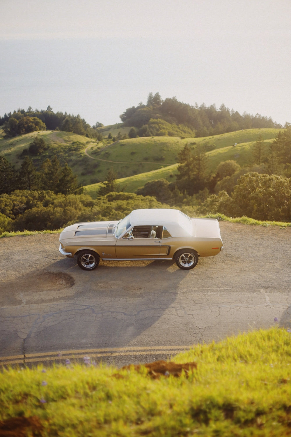 Golden Pony - Gelstang