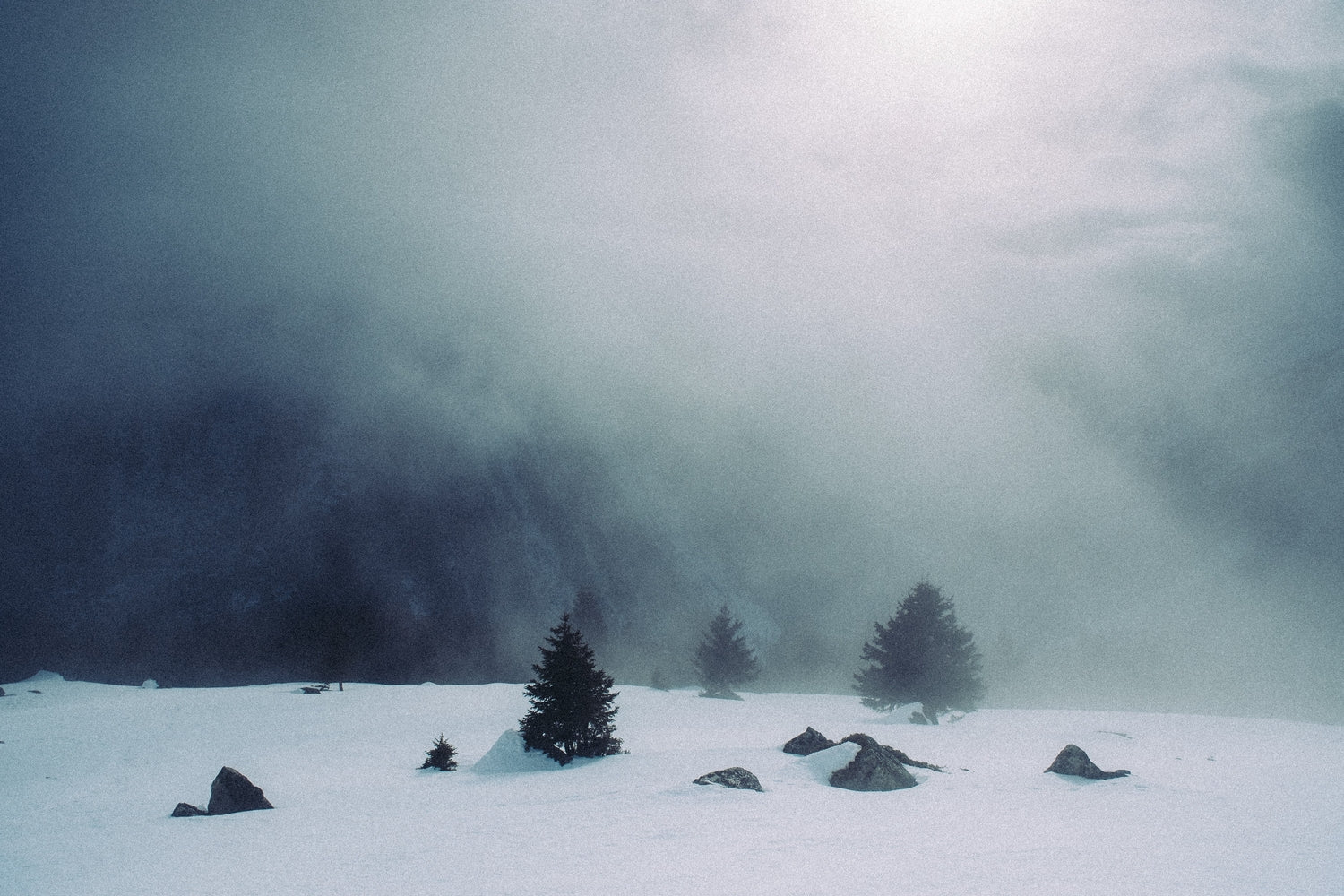 Arp - Valentin Meaux