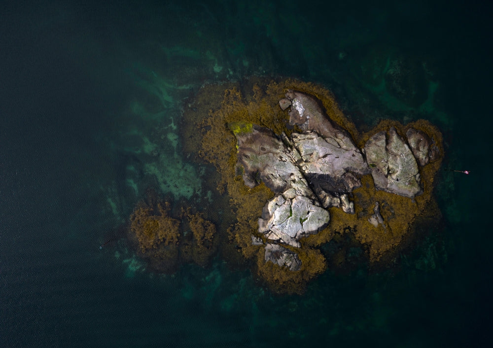 Reine II - Victoria Benjafield