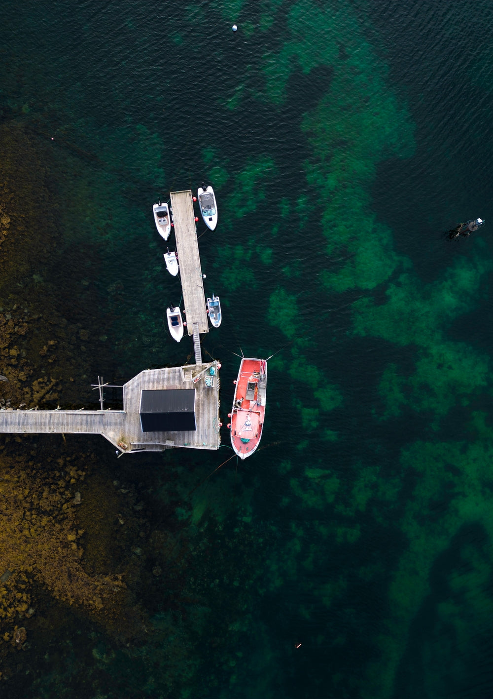 Reine IV - Victoria Benjafield