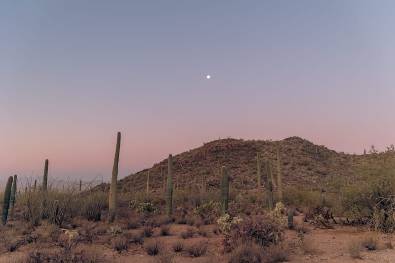Desert Sunrise - Christina Bedetta Willett