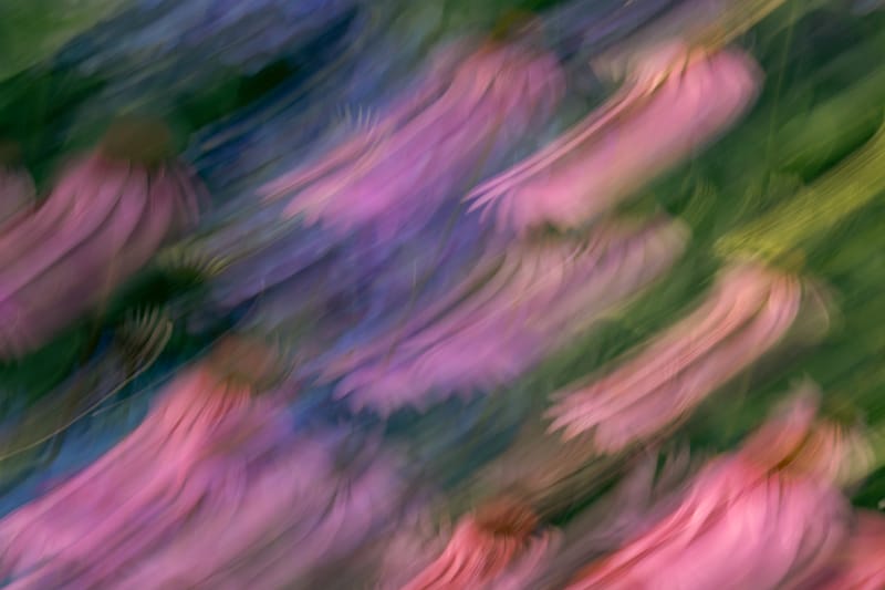 Floral Brushstrokes - Christina Bedetta Willett