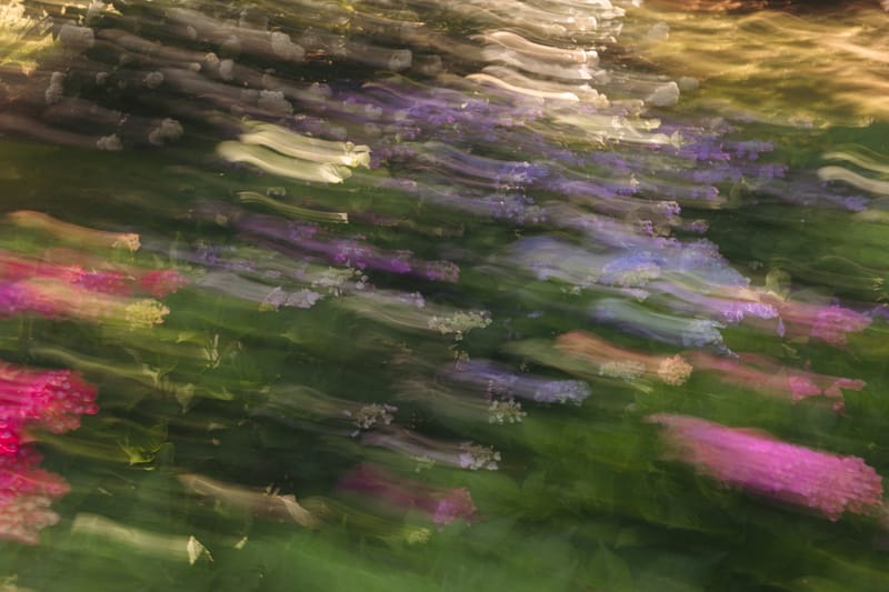 Impressions Of A Hydrangea Garden - Christina Bedetta Willett
