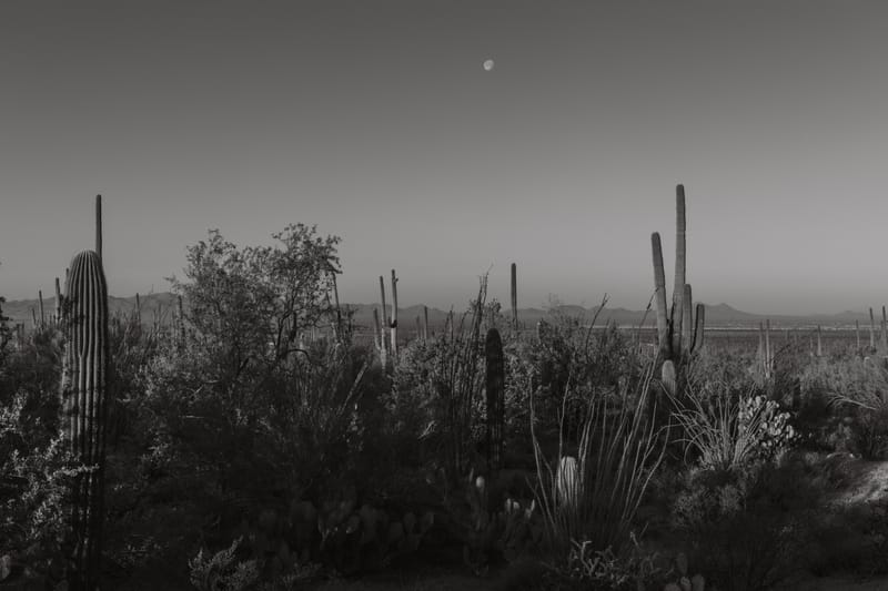 Moonlit Desert - Christina Bedetta Willett