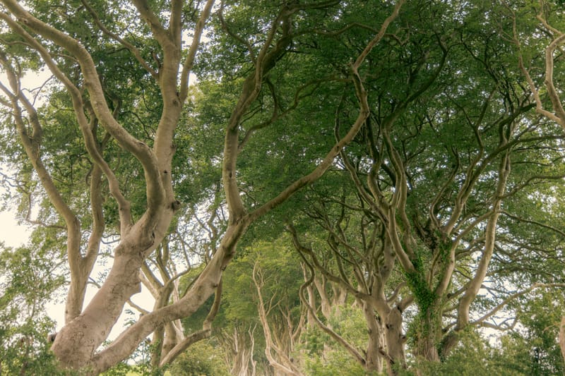 The Dark Hedges - Christina Bedetta Willett