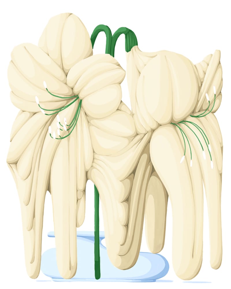 Melting Flower VI - Flo Meissner