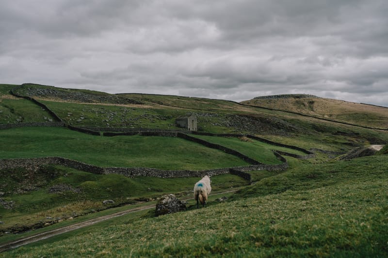 A Sheep on a Hill - Jonny Gleason