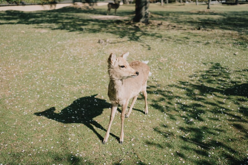 Deer in Sunlight - Jonny Gleason