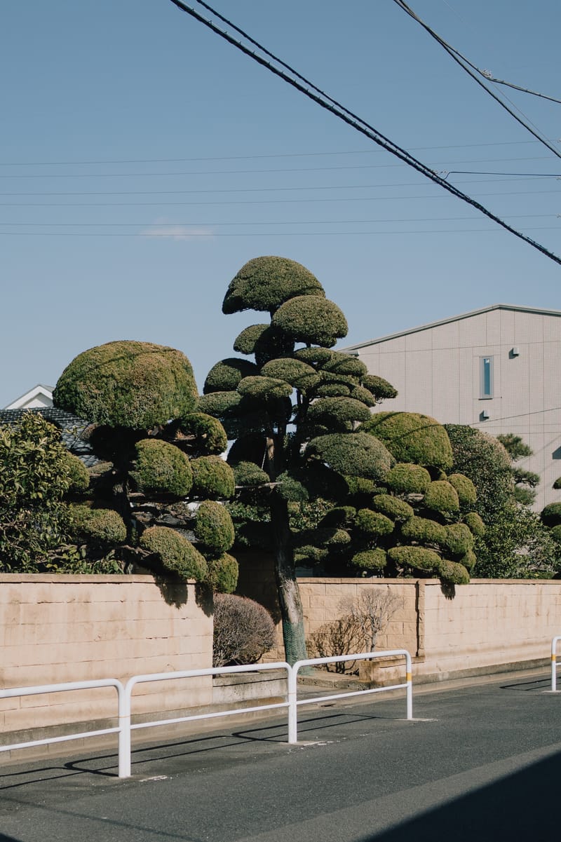 Drooping Topiary - Jonny Gleason
