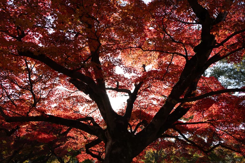 Japanese Maple Canopy - Jonny Gleason