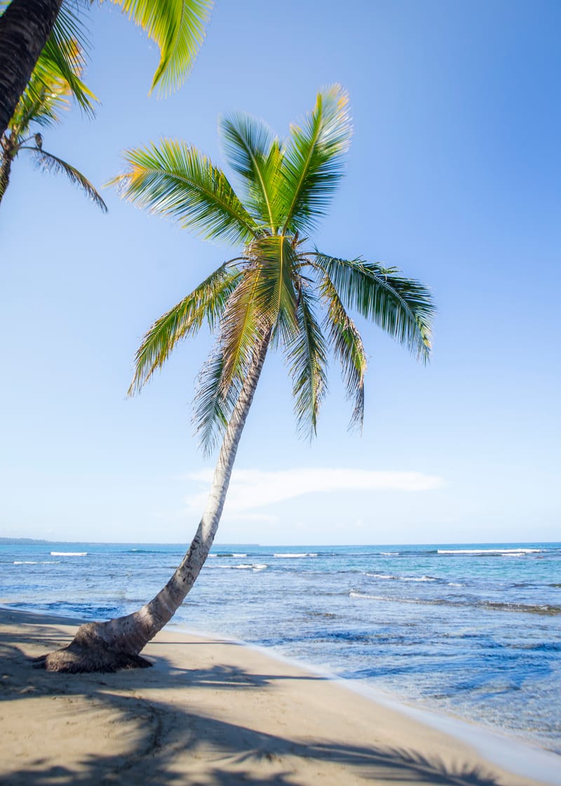 Panama Palm - Michael Green
