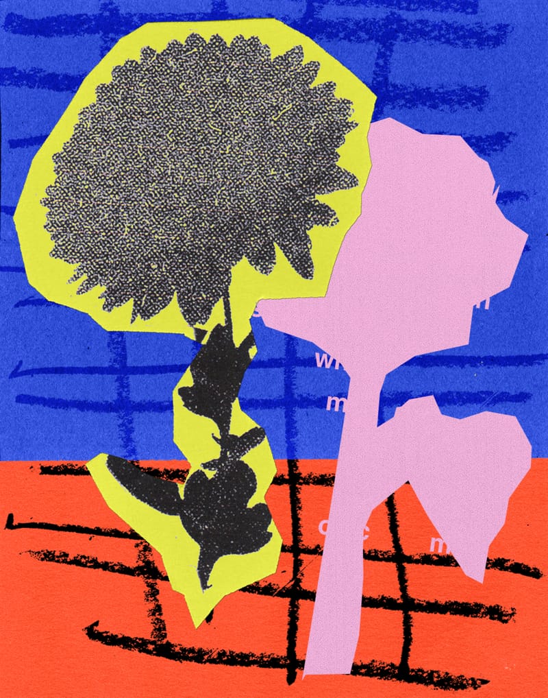 Chrysanthemum Flower - Sian Roper