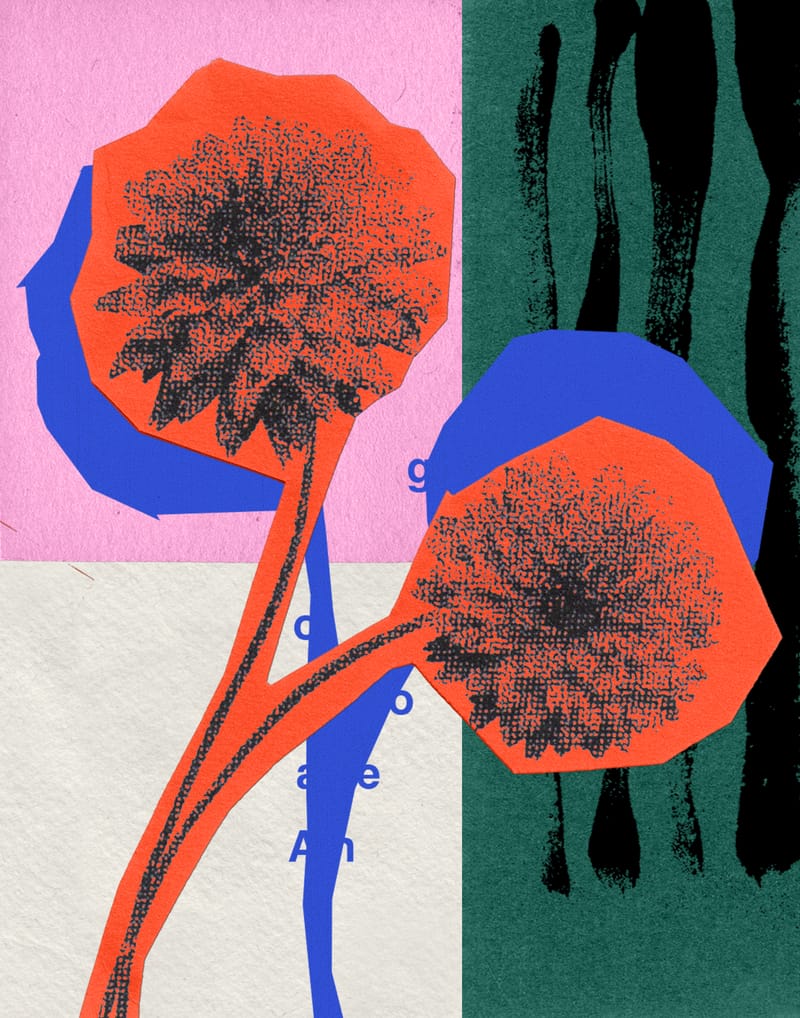 Dahlia Flower - Sian Roper