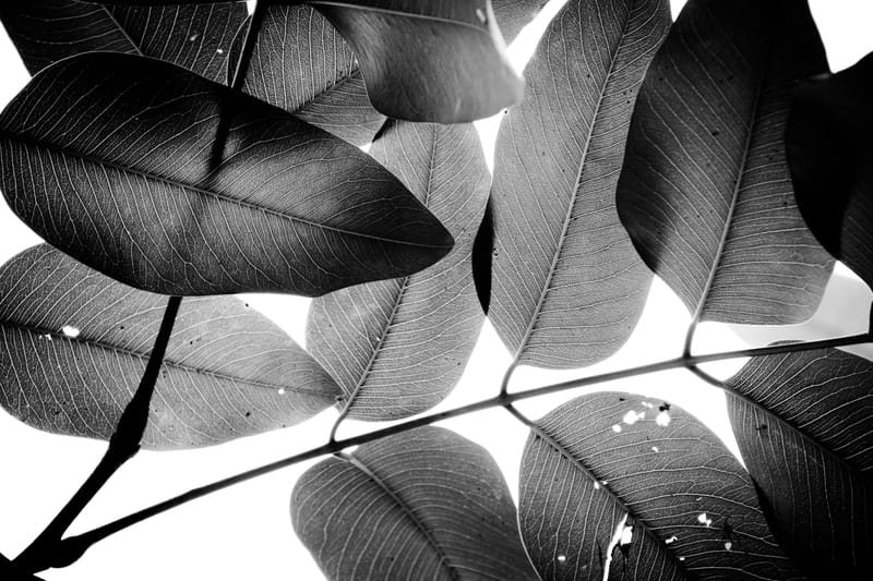Branches and Leaves - Tal Paz-Fridman