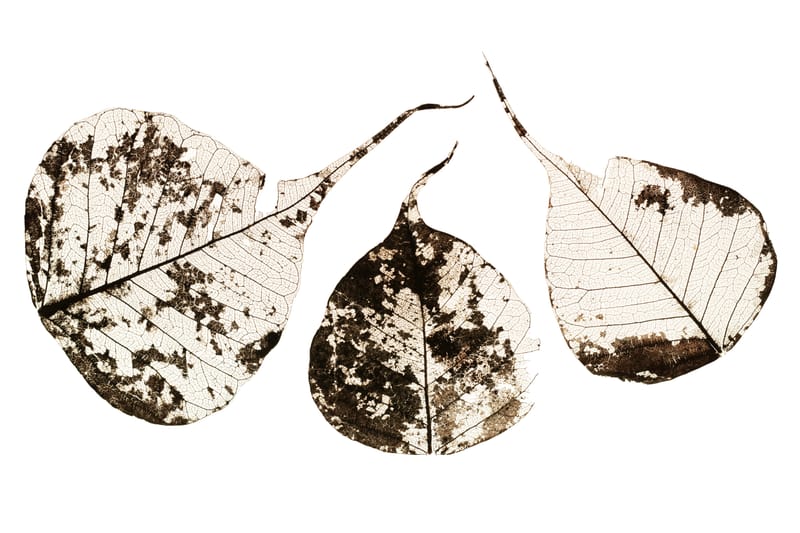 Fallen Leaves #1 - Tal Paz-Fridman