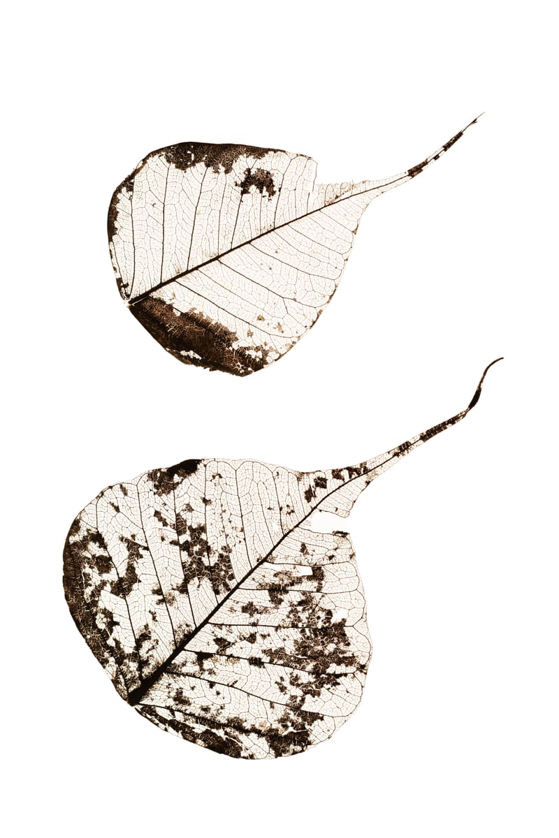 Fallen Leaves #2 - Tal Paz-Fridman