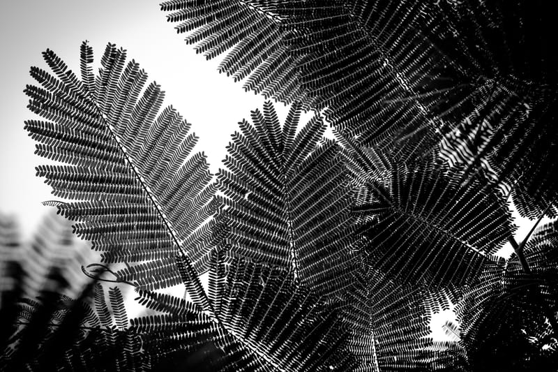Natural Geometries I - Tal Paz-Fridman