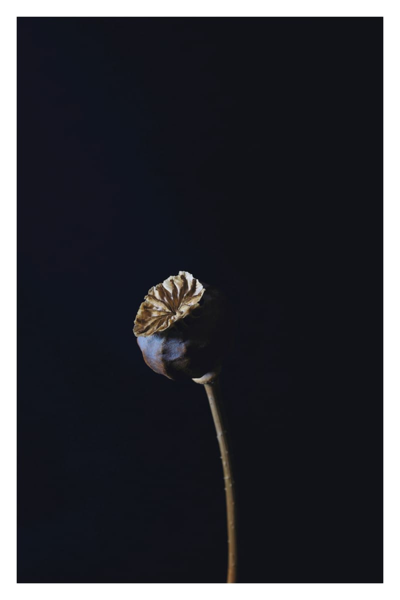 Dutch Poppy - Will Arden