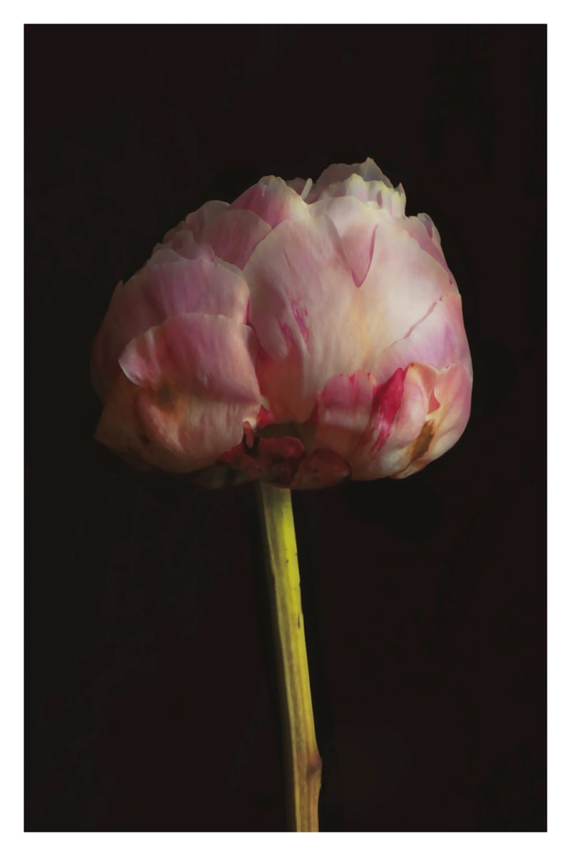 Peony - Will Arden