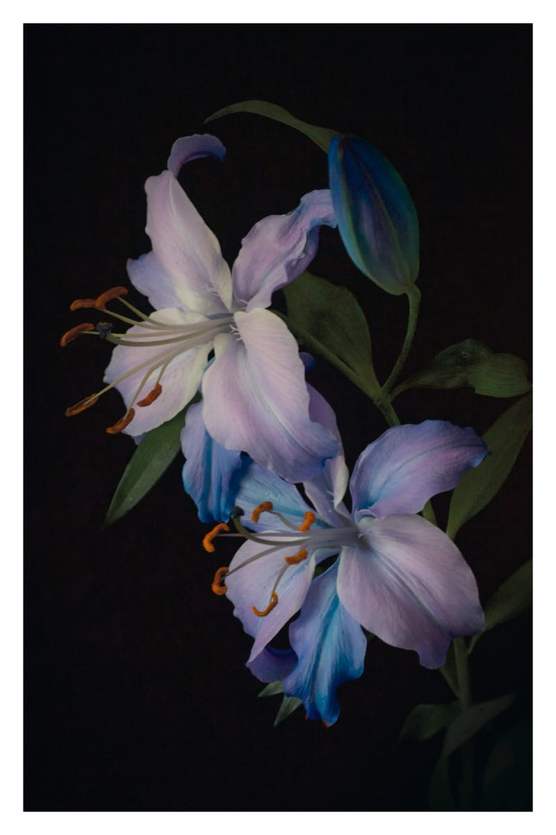 Two Lilies - Will Arden