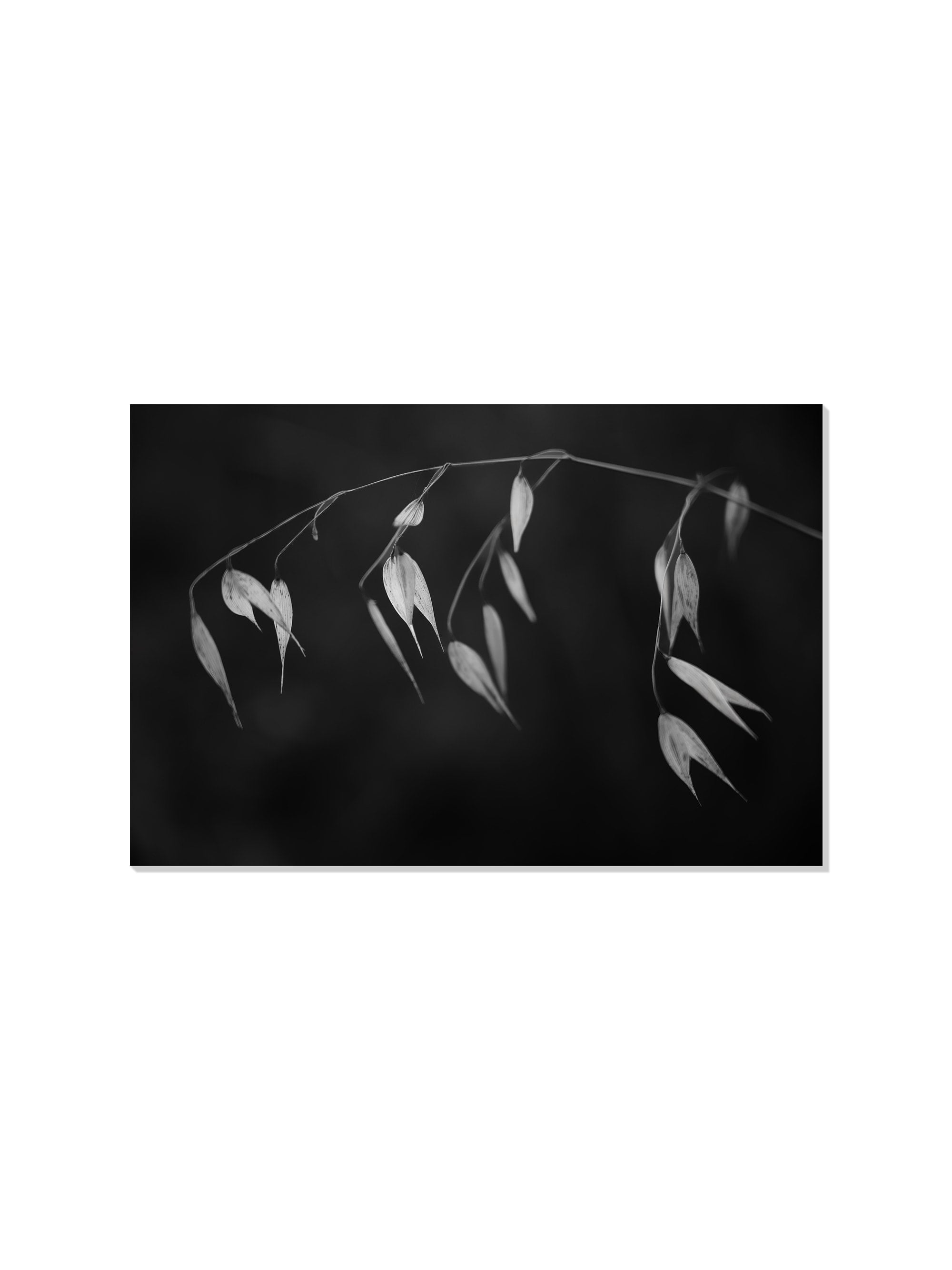 In light of current events II - Tal Paz-Fridman - Unframed |frame=Unframed|