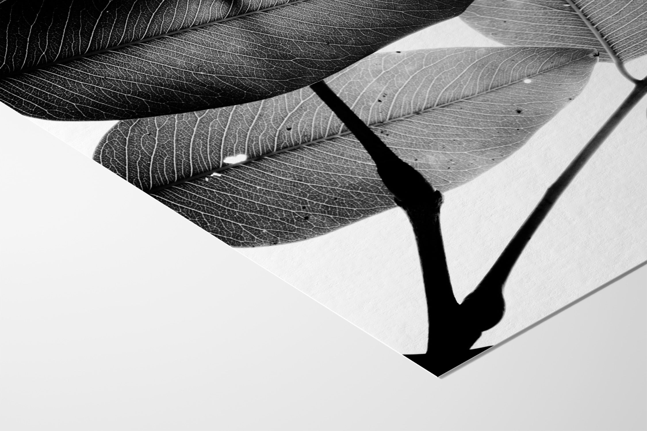 Branches and Leaves - Tal Paz-Fridman - Fine Art Paper 200gsm |type=lifestyle|