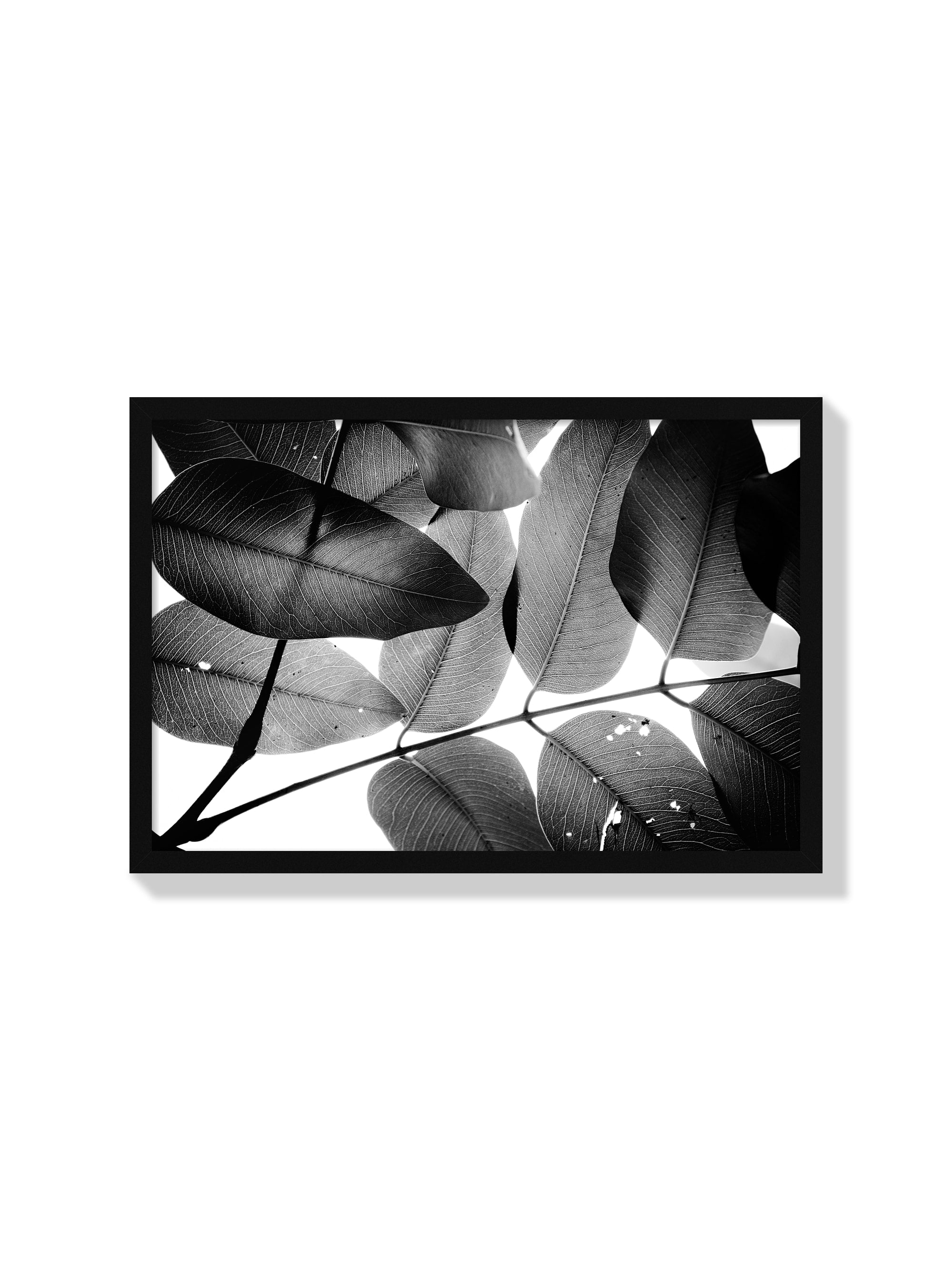 Branches and Leaves - Tal Paz-Fridman - Black Frame |frame=Black Frame|