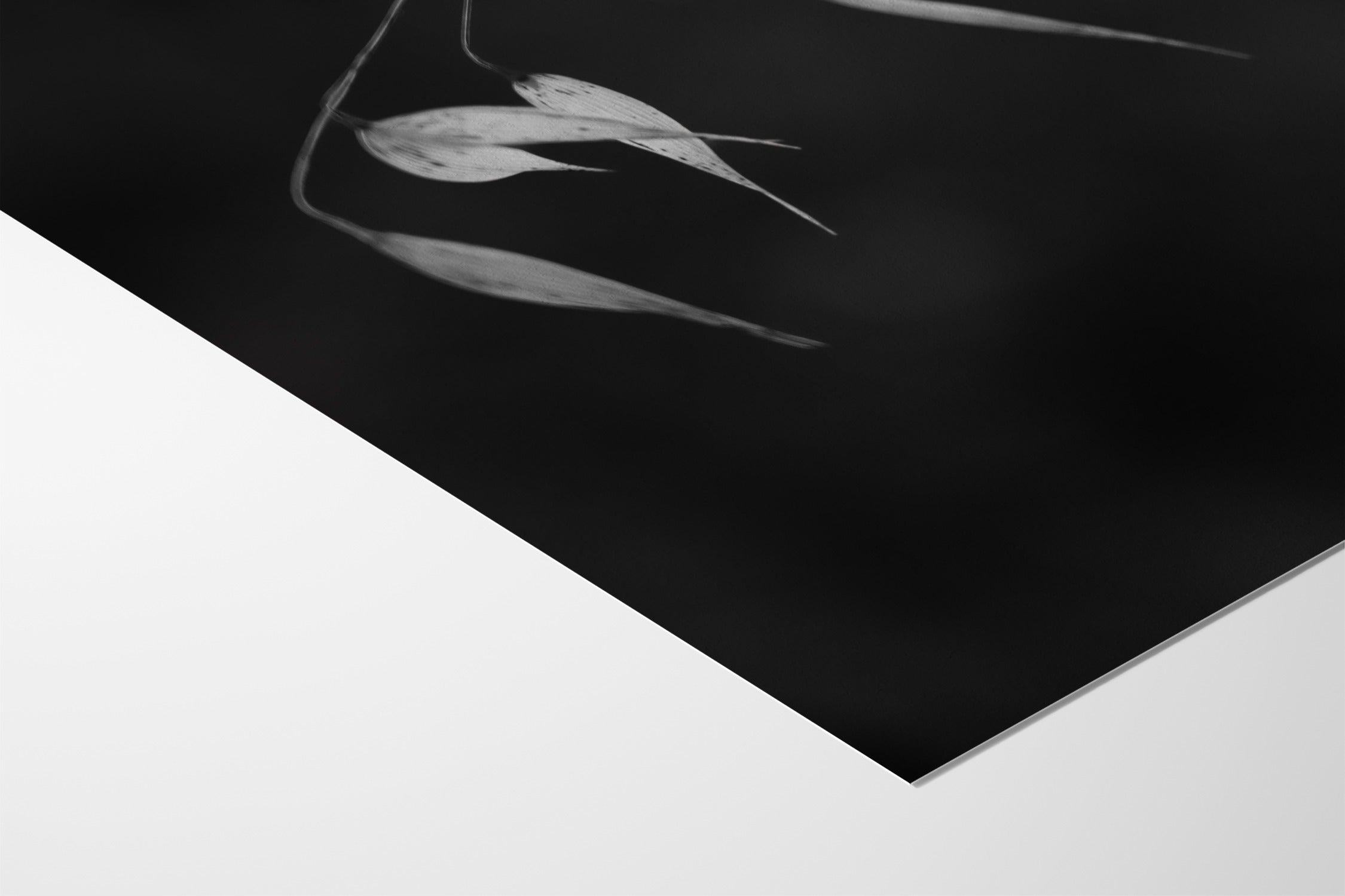 In light of current events II - Tal Paz-Fridman - Hahnemuhle German Etching 310gsm |type=lifestyle|