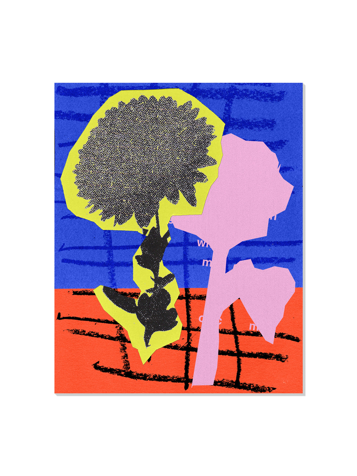 Chrysanthemum Flower - Sian Roper - Unframed |frame=Unframed|