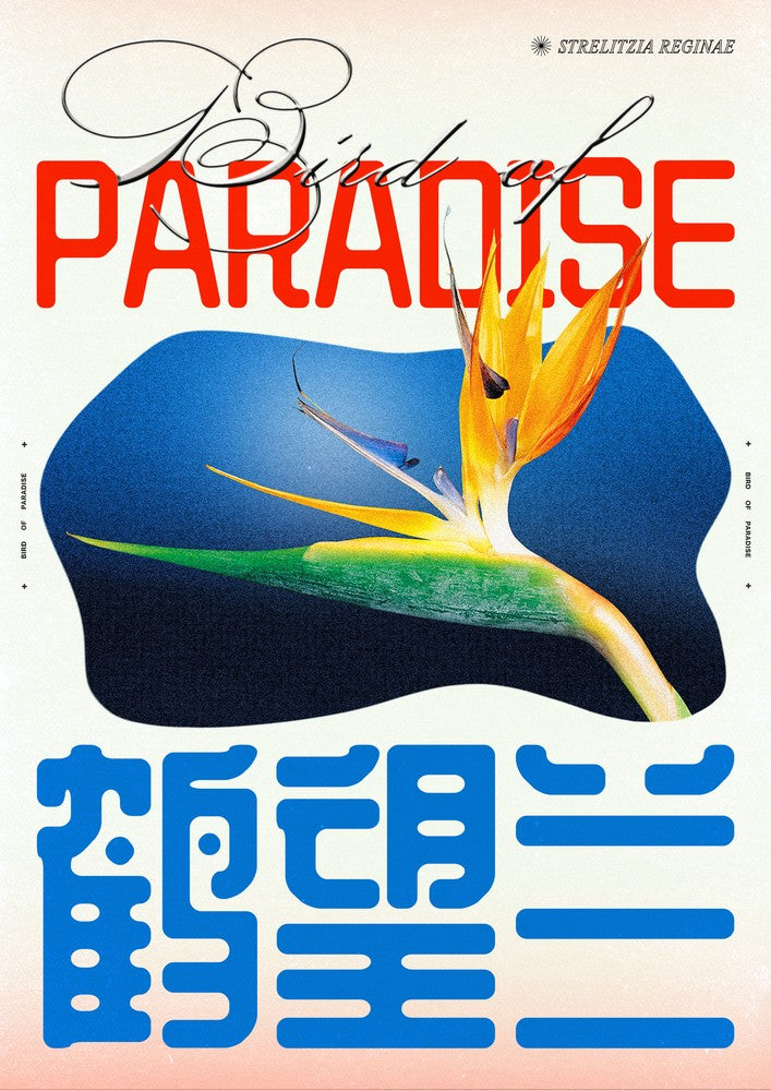 Bird of Paradise - Epi.to.me