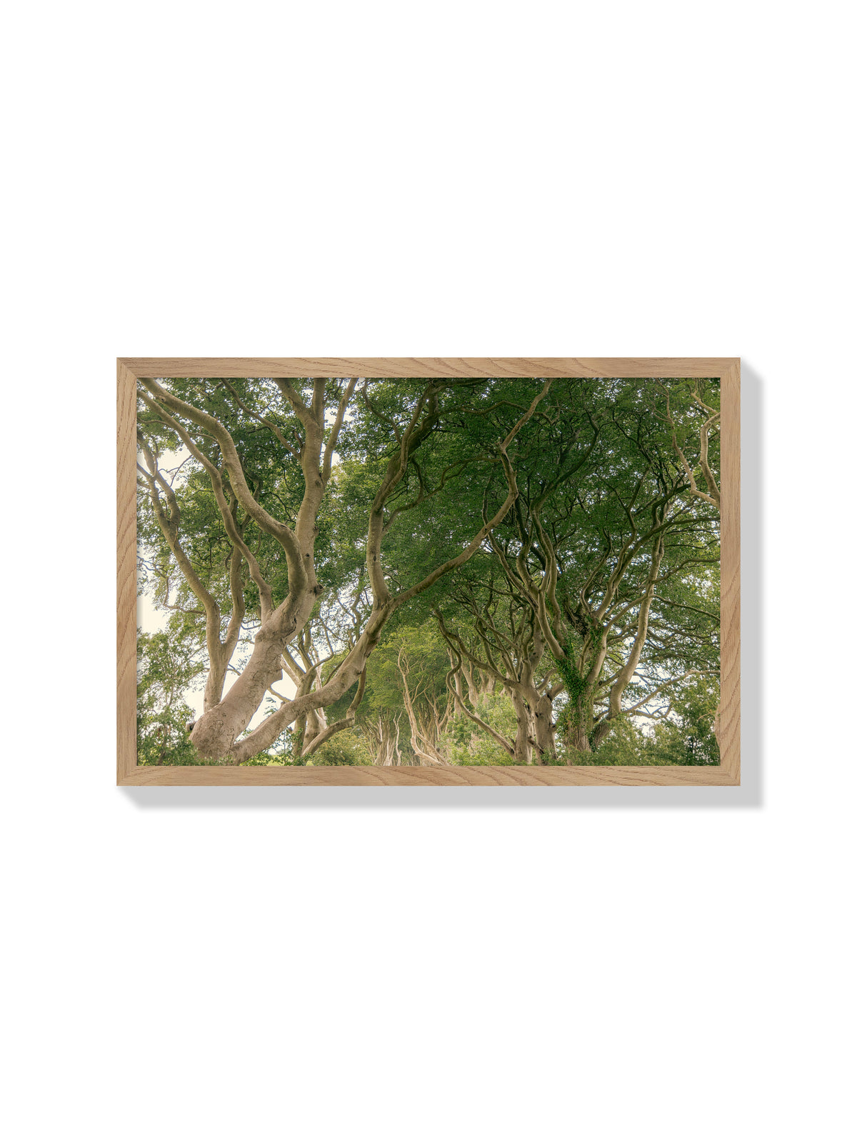 The Dark Hedges - Christina Bedetta Willett - Natural Frame |frame=Natural Frame|
