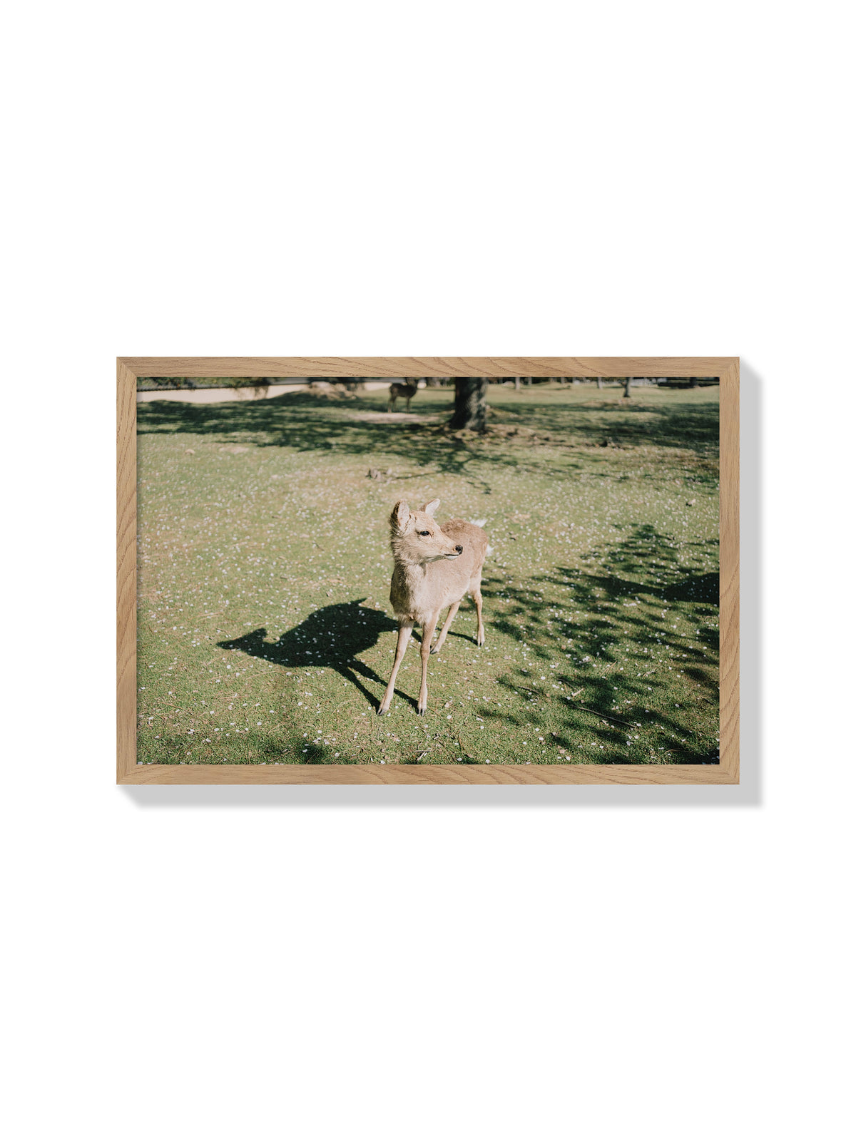 Deer in Sunlight - Jonny Gleason - Natural Frame |frame=Natural Frame|