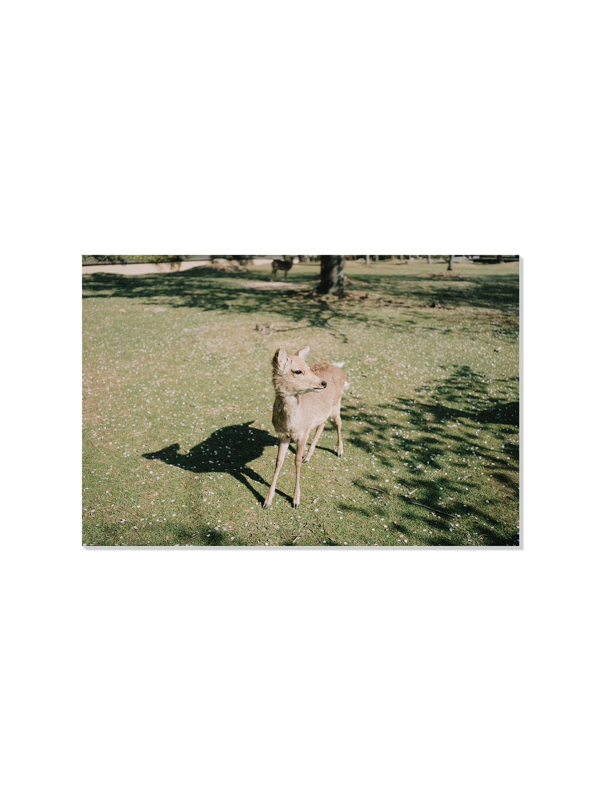 Deer in Sunlight - Jonny Gleason - Unframed |frame=Unframed|