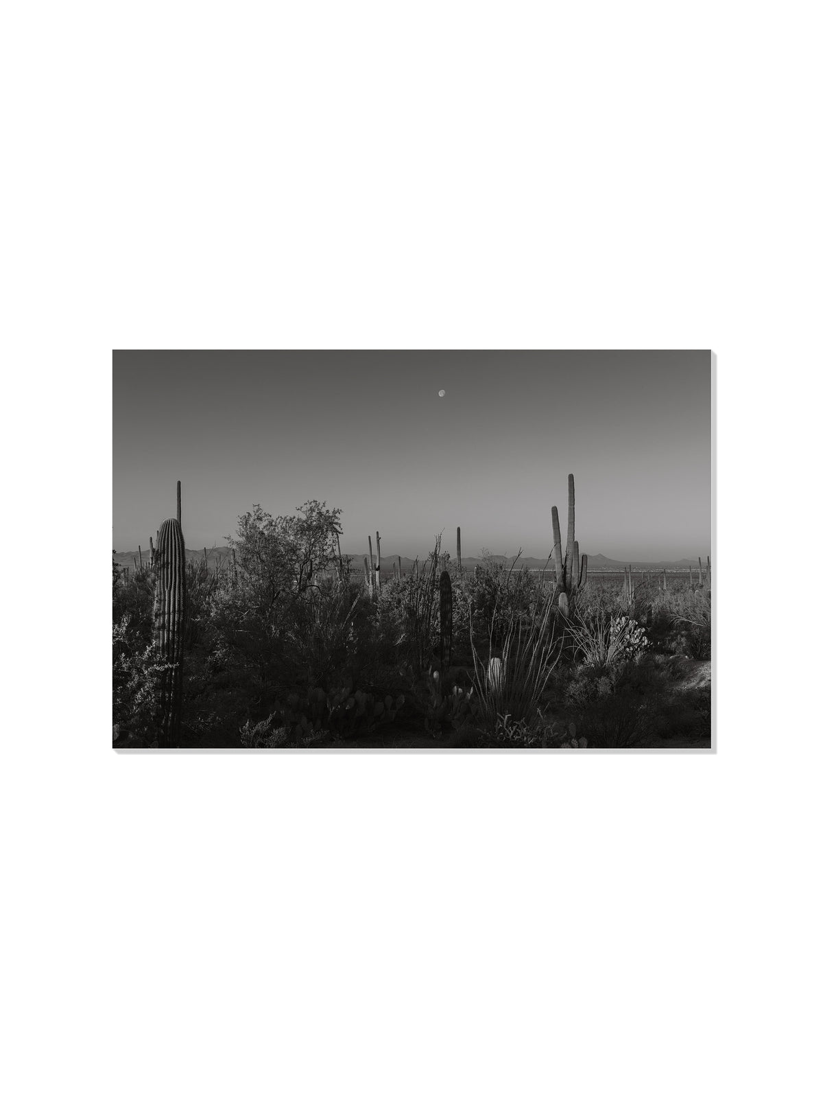 Moonlit Desert - Christina Bedetta Willett - Unframed |frame=Unframed|