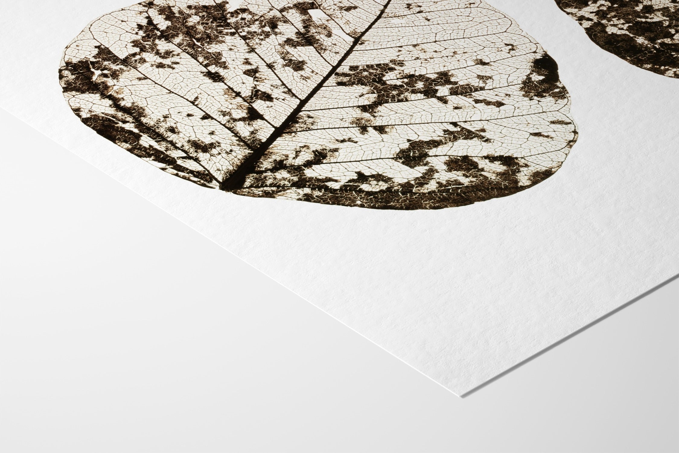 Fallen Leaves #1 - Tal Paz-Fridman - Fine Art Paper 200gsm |type=lifestyle|