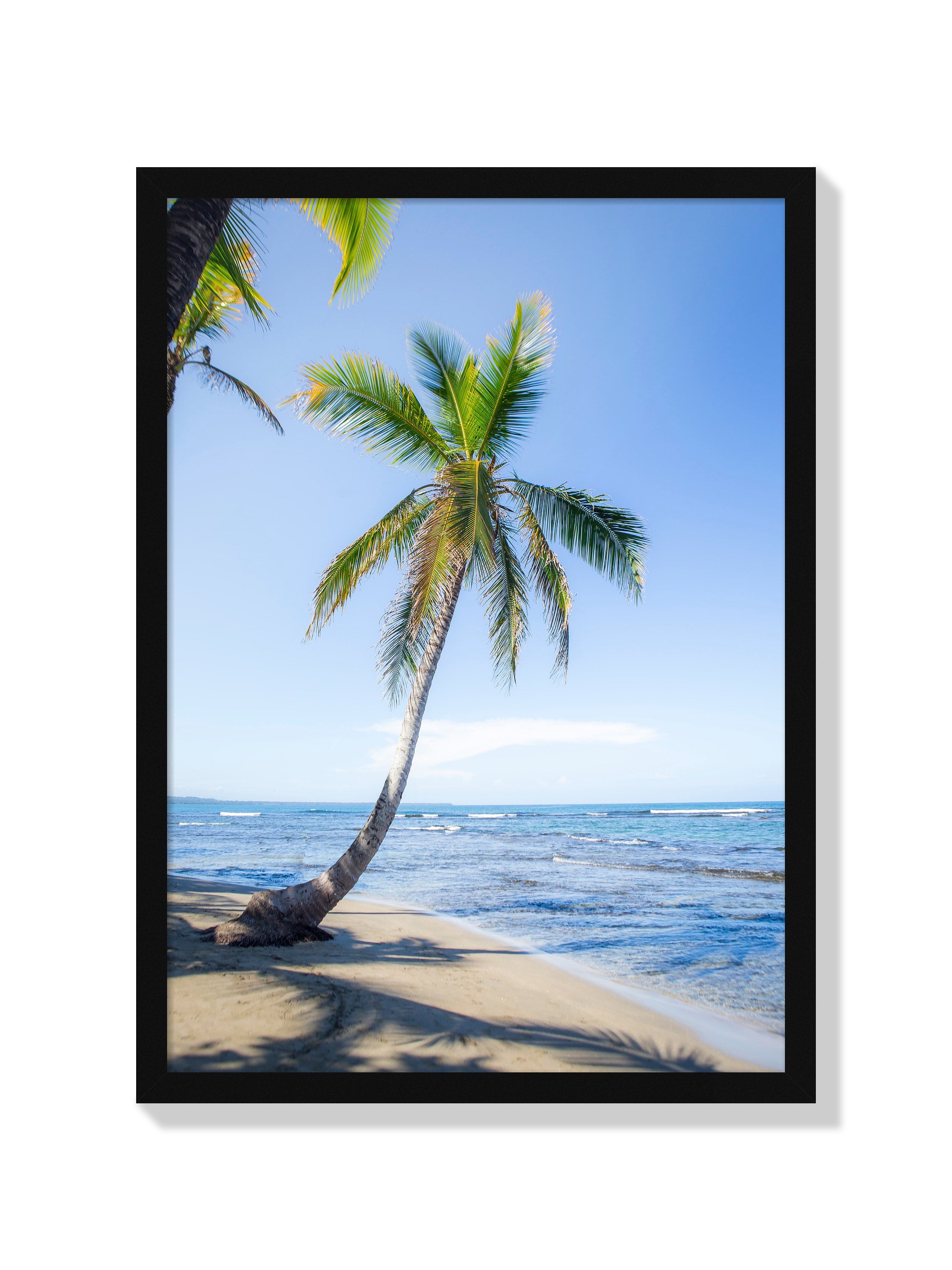 Panama Palm - Michael Green - Black Frame |frame=Black Frame|